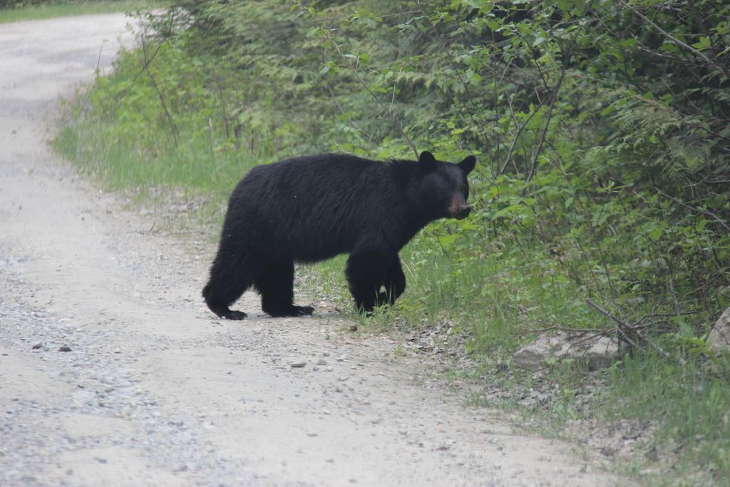 Bear Paw Lodge โกลเดน ภายนอก รูปภาพ